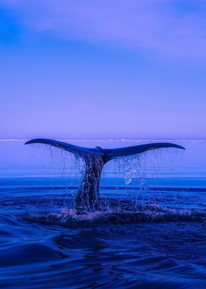 Whale Tail in Blue Ocean