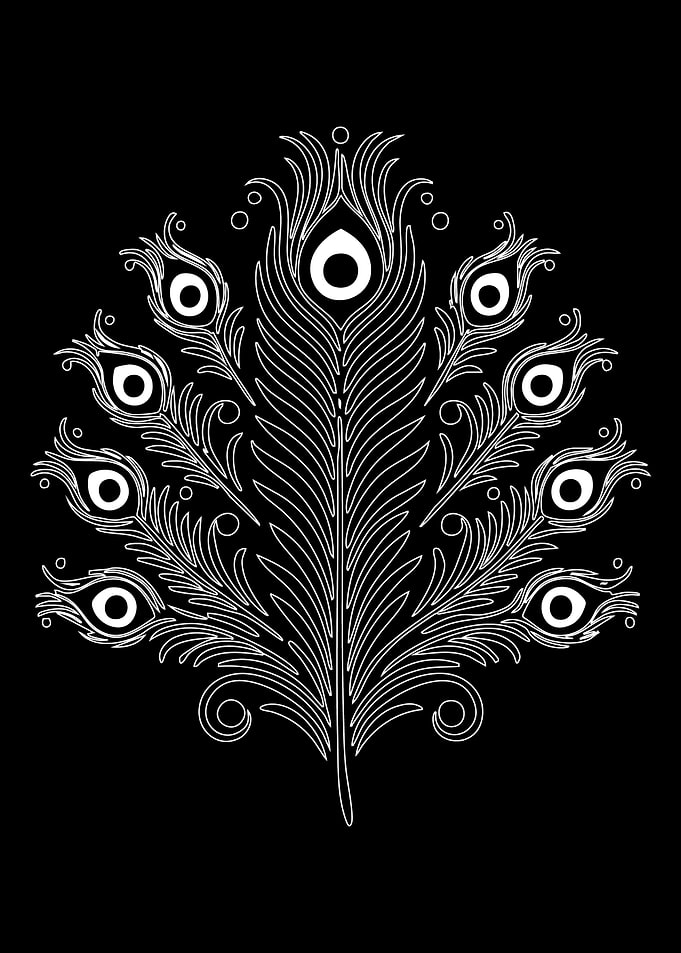 White Peacock Feather on Black Background