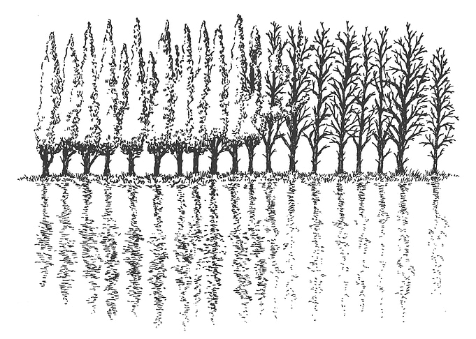 Row of Trees Reflection Illustration