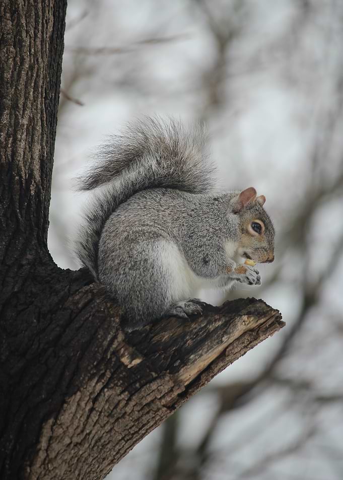 Winter Pause