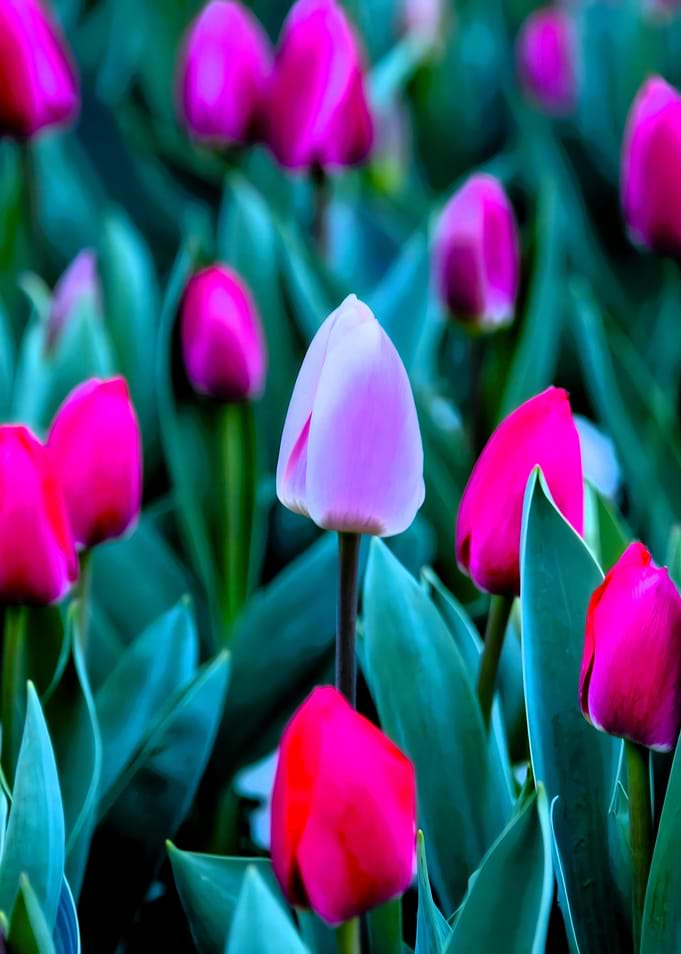 Pink and Purple Tulip Garden