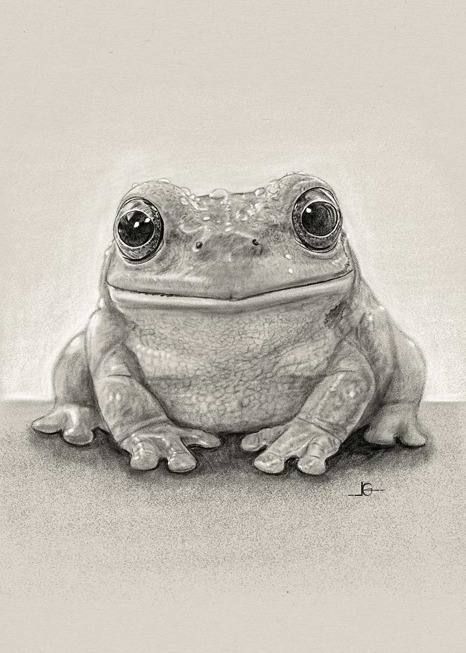 Detailed Cute Frog Portrait Drawing
