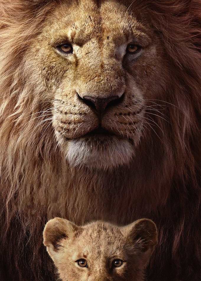 Lion Father and Son