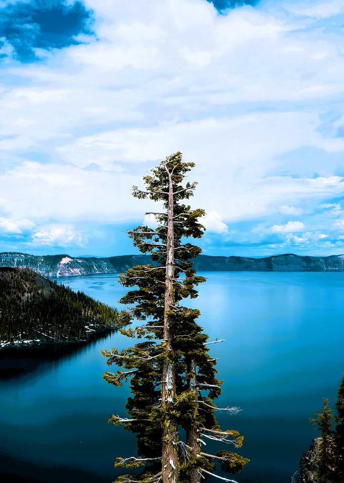 Crater Lake Landscape with Pine Tree
