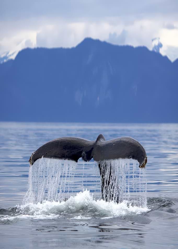 Whale Tail Plunging into Ocean
