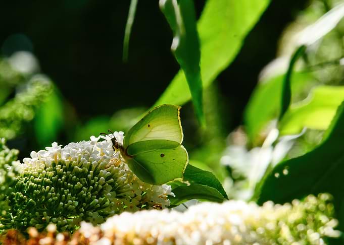 Brimstone Butterfly on Flower Spike