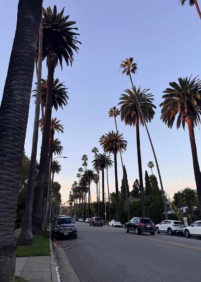 Palm Drive