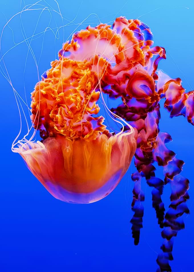 Jellyfish in Blue Water