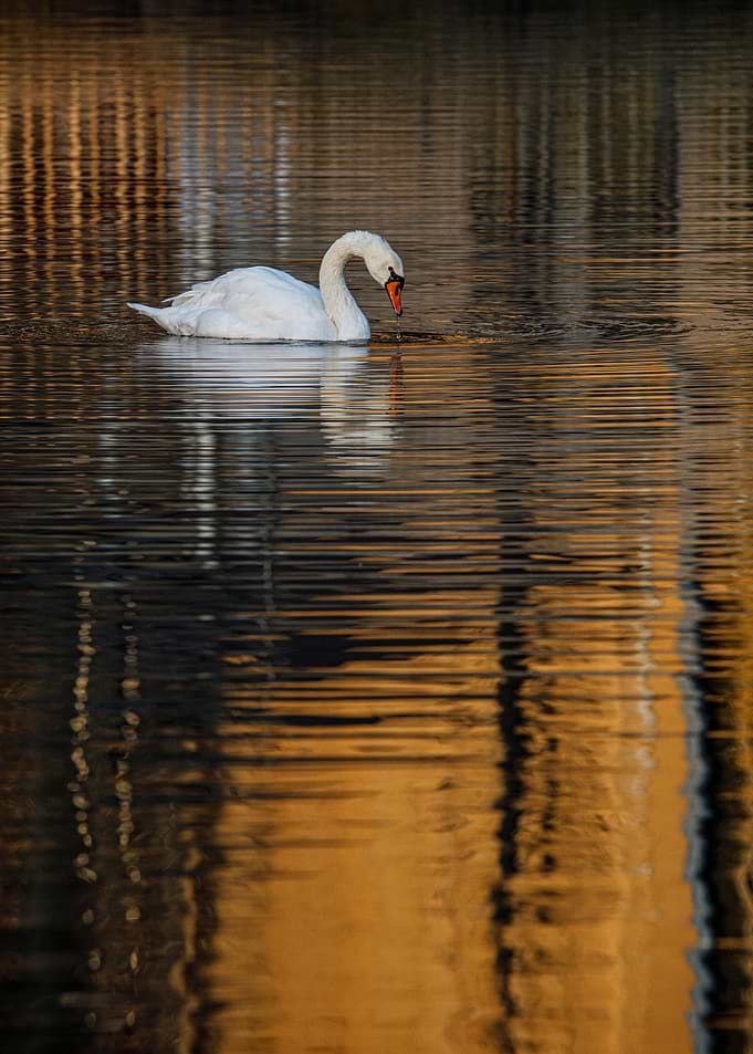 Swan on Water with Reflections