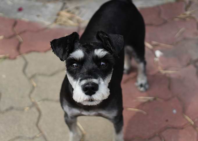 Miniature Schnauzer Looking Upward