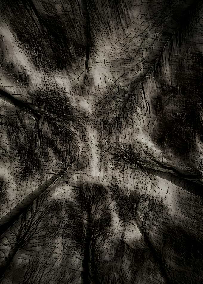 Monochrome Trees Canopy View