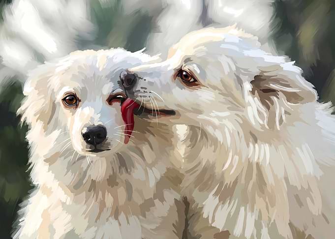 Two White Dogs Licking Each Other