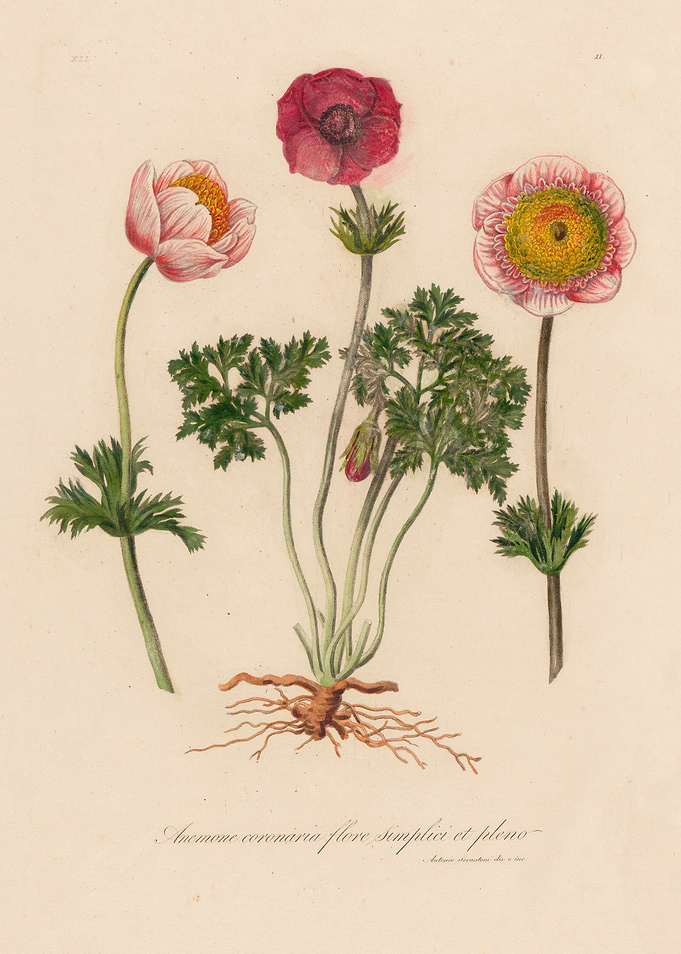 Anemone coronaria botanical illustration