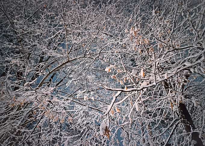 Snow-covered tree branches against night sky