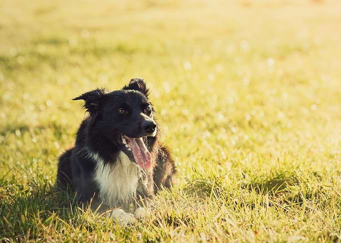 Happy Dog in Grassy Field