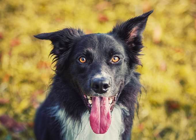 Happy Dog Portrait