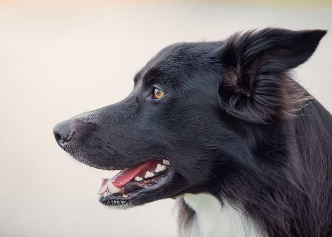 Black and White Border Collie Profile