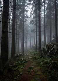 Misty Forest Path