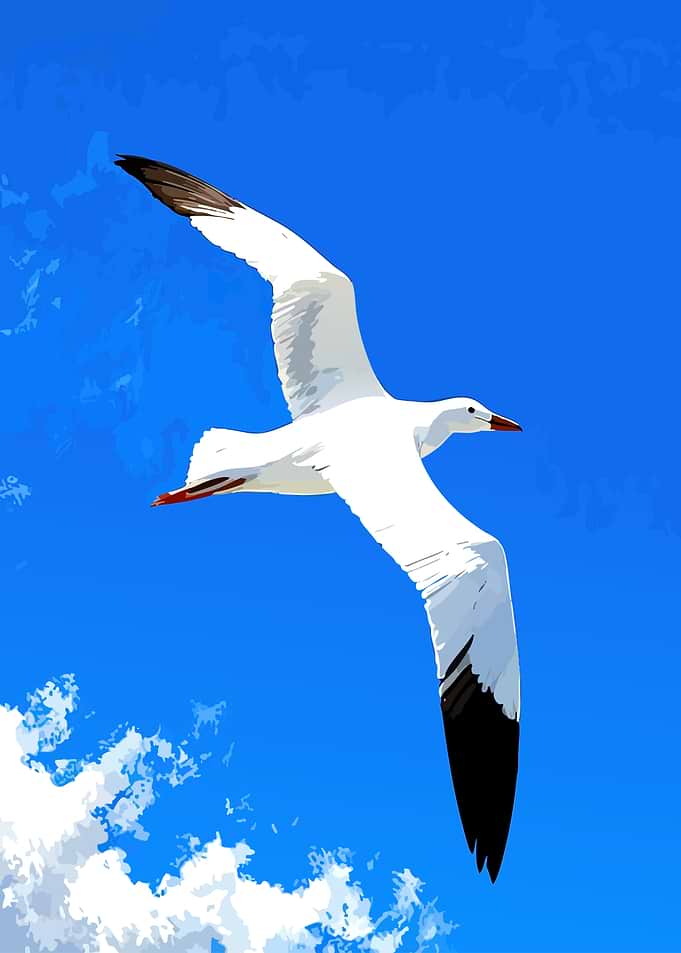 Seagull in Flight Against Blue Sky