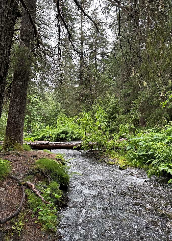 Forest Stream with Fallen Log Bridge