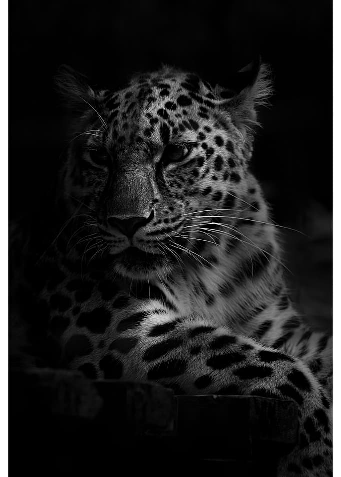 Monochrome Leopard Portrait