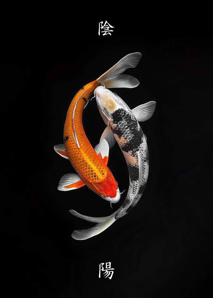 Yin Yang Koi Fish