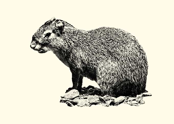 Aguti Illustration