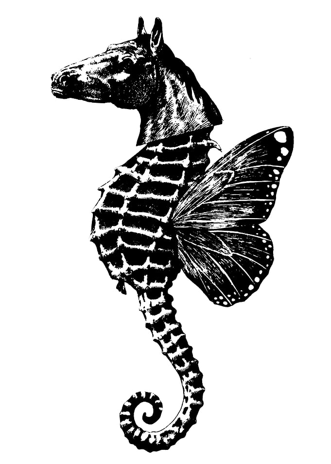 Horse Seahorse Butterfly Hybrid Illustration