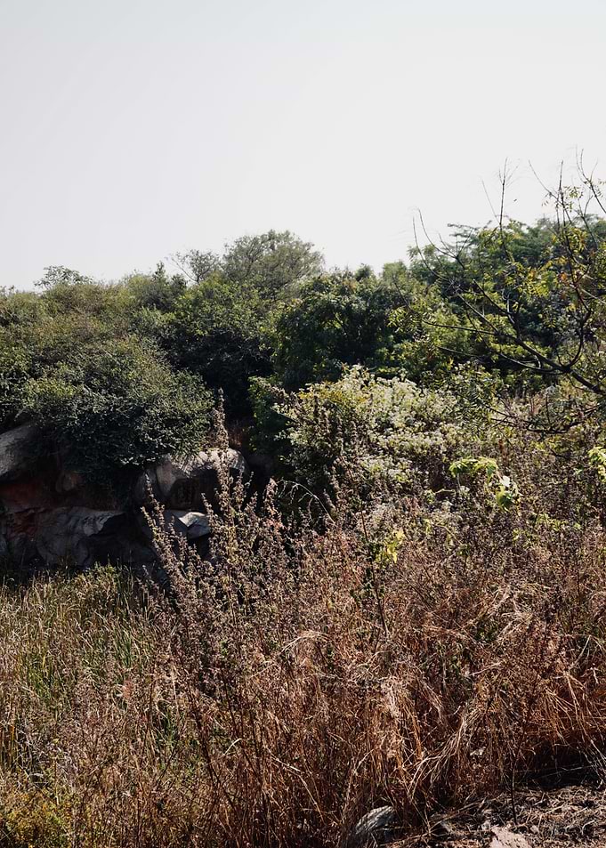 Quiet Wilderness on a Sunlit Hillside