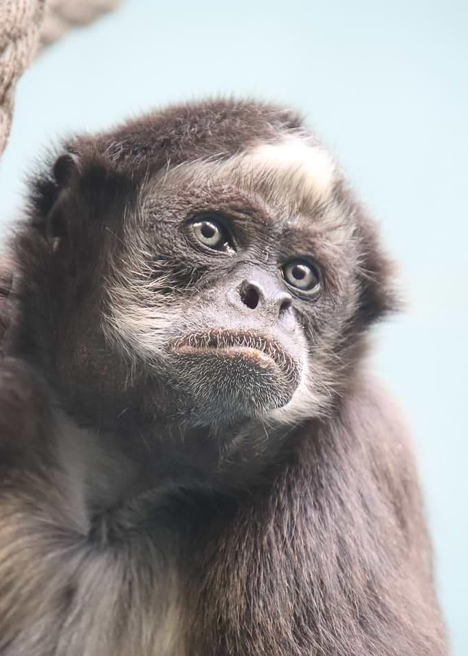 Spider Monkey Portrait