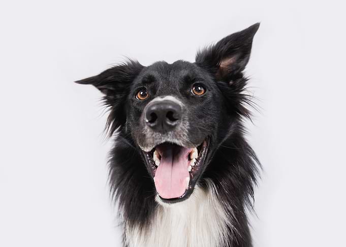 Happy Border Collie Portrait