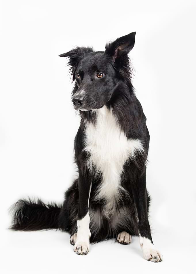 Elegant Border Collie Portrait