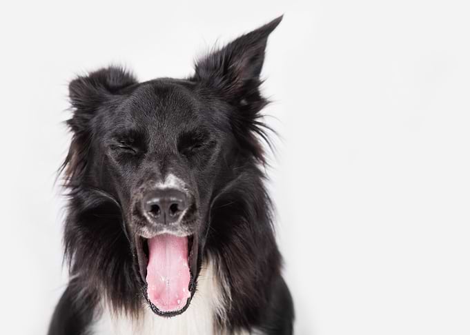 Yawning Black and White Dog Portrait