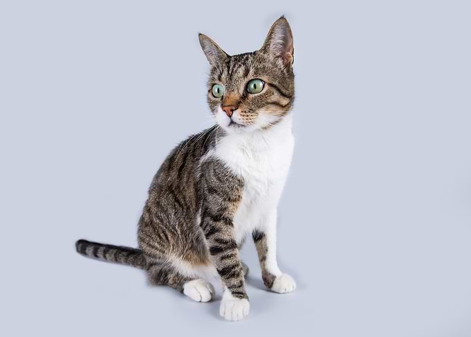Tabby Cat Portrait on Light Background