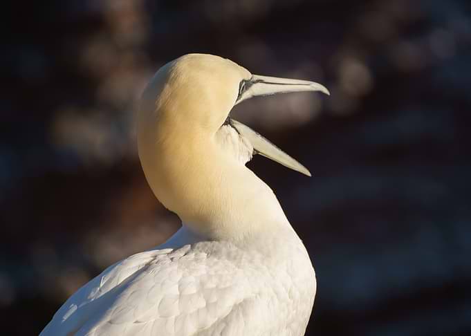 Gannet on the cliffs of Helgoland, Germany with open beak