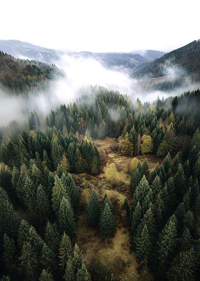 Aerial View of Forest with Fog