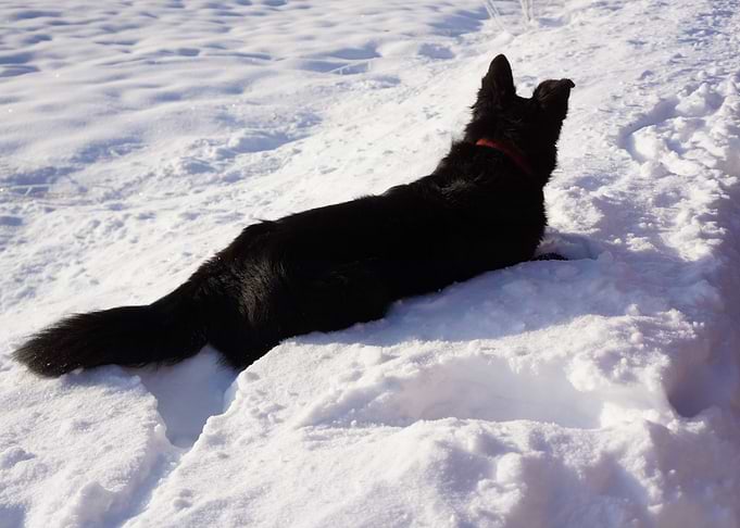 Puppy Playing in Snow