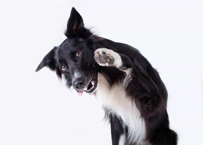Happy Border Collie Waving Paw