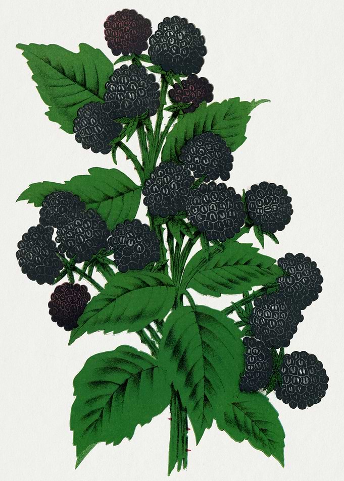 Blackberry Branch Botanical Illustration