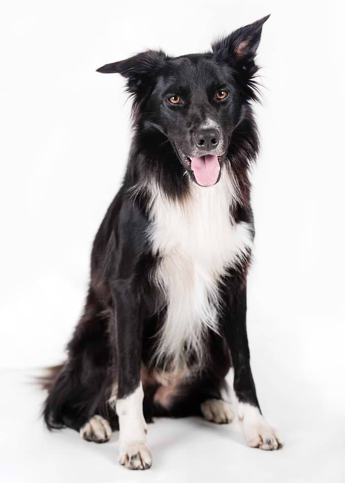 Border Collie Portrait on White Background