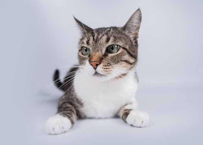Tabby Cat Portrait