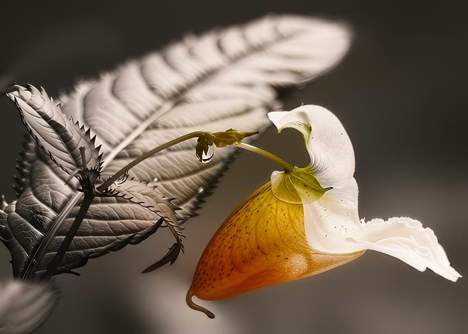 Wild Orchid with Water Drop
