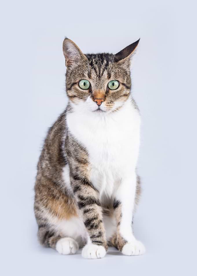 Tabby Cat Portrait on Light Background