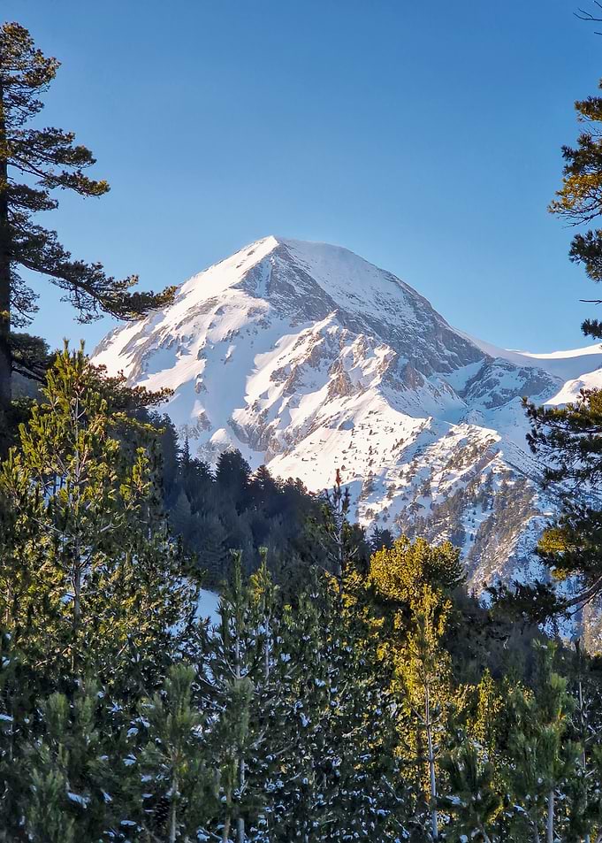 Snowy Mountain Peak Framed by Trees