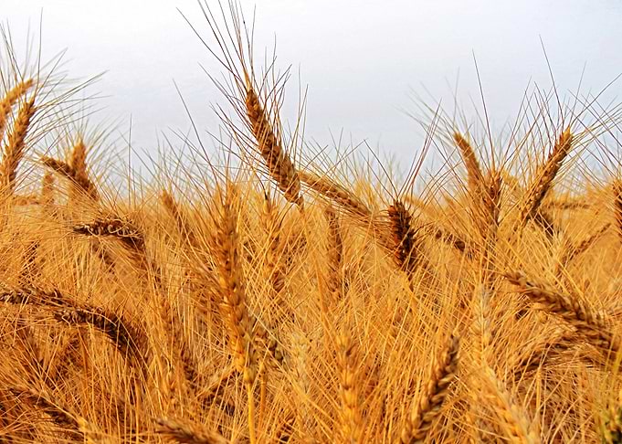 Golden Wheat Field