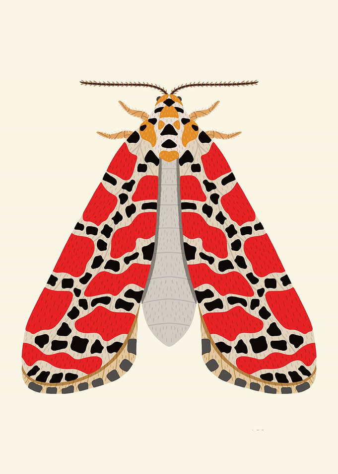 Crimson Speckled Moth Illustration