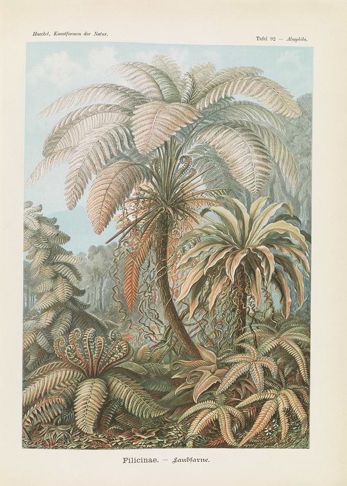 Antique Fern Botanical Illustration