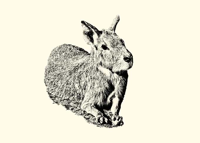 Patagonian Mara Illustration