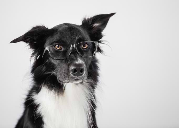 Dog with Glasses Portrait