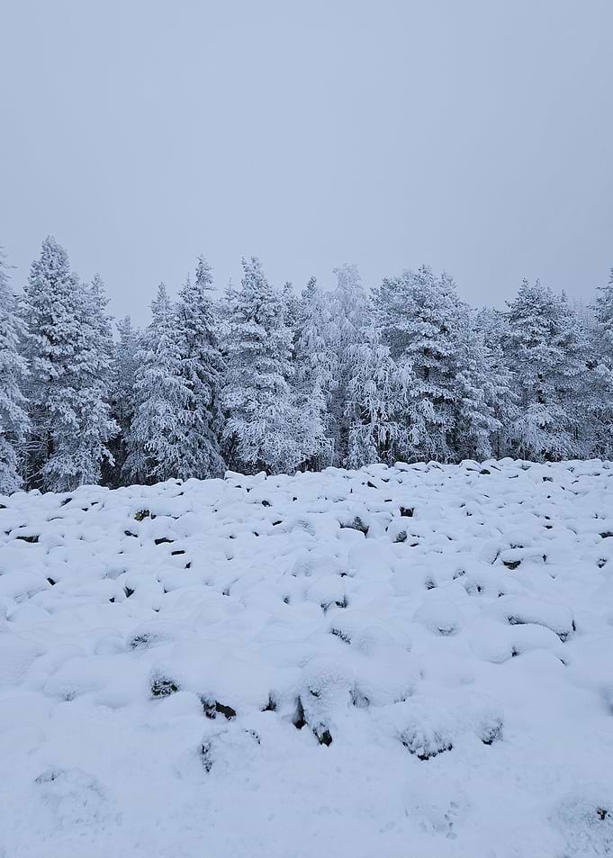 Silent Winter Forest — Ranua, Finland